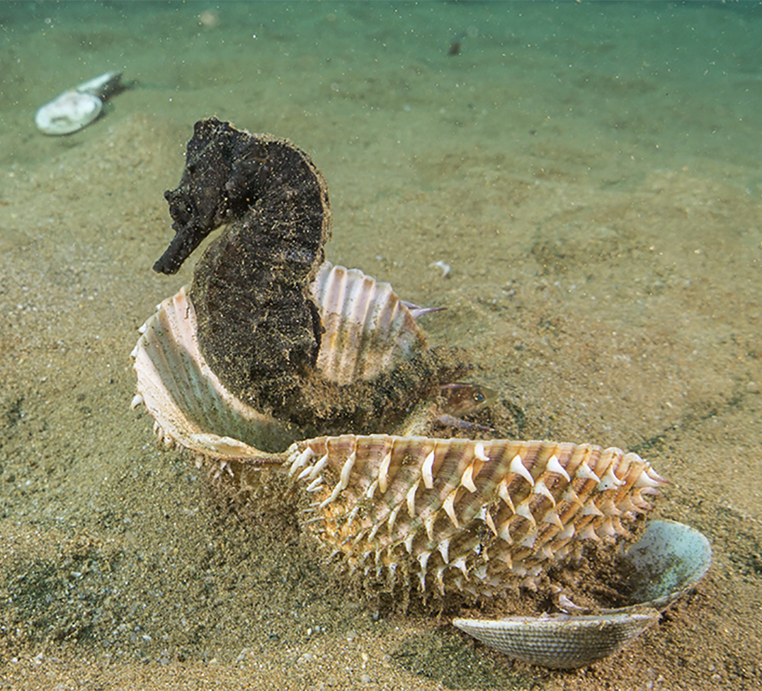 Hippocampus Marine Institute — Seahorse protection